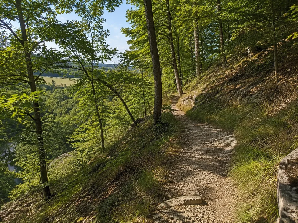 Wald am Jenaer Höhenweg: Laubmischwald mit kalkigem Wanderpfad entlang eines mäßig steilen bewaldeten Hangs