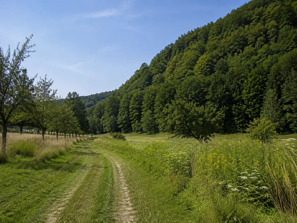 Ammerbacher Waldsaum: Wiesenweg am Fuß bewaldeter Hänge mit Buchen und vereinzelten Obstbäumen