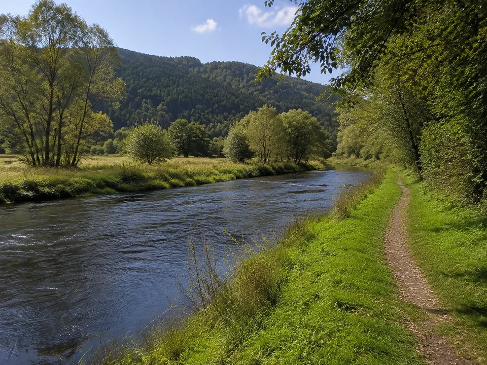 Saalewiesen bei Saalfeld: Grüner Uferweg an einem fließenden Fluss mit Gehölzen und dunkleren bewaldeten Mittelgebirgshängen