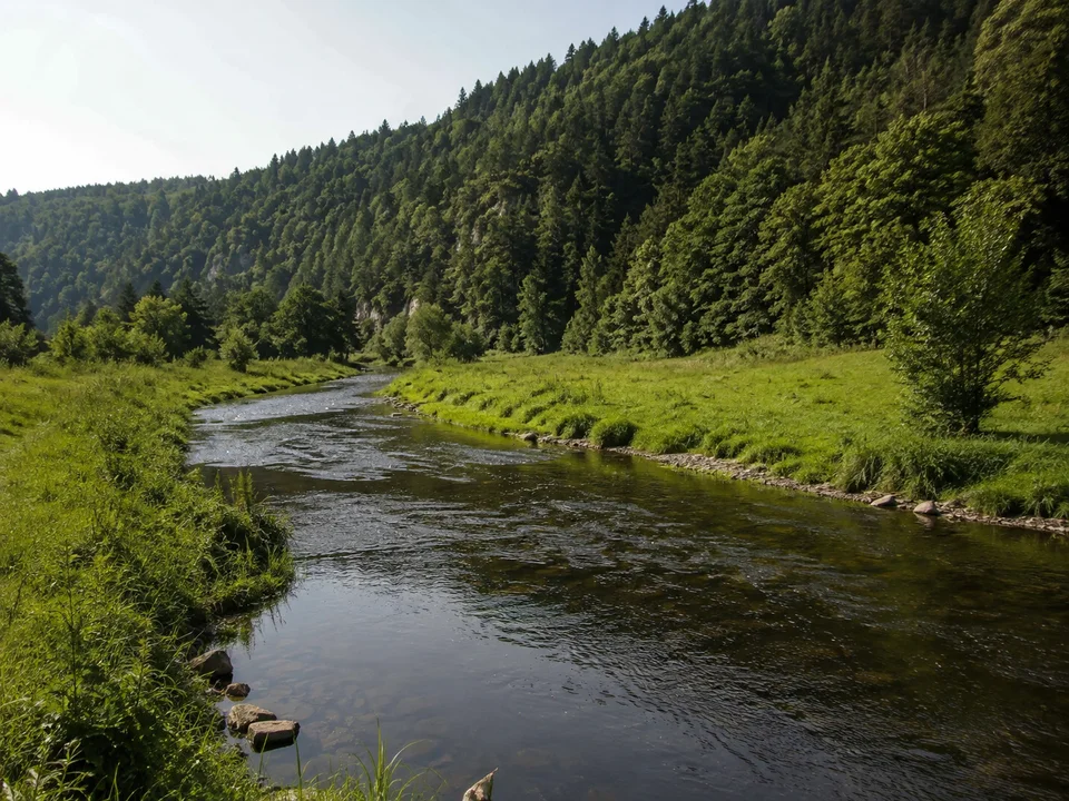 Saale bei Reschwitz: Fließender Fluss mit grünen Ufern unter mäßig steilen dunklen Waldhängen