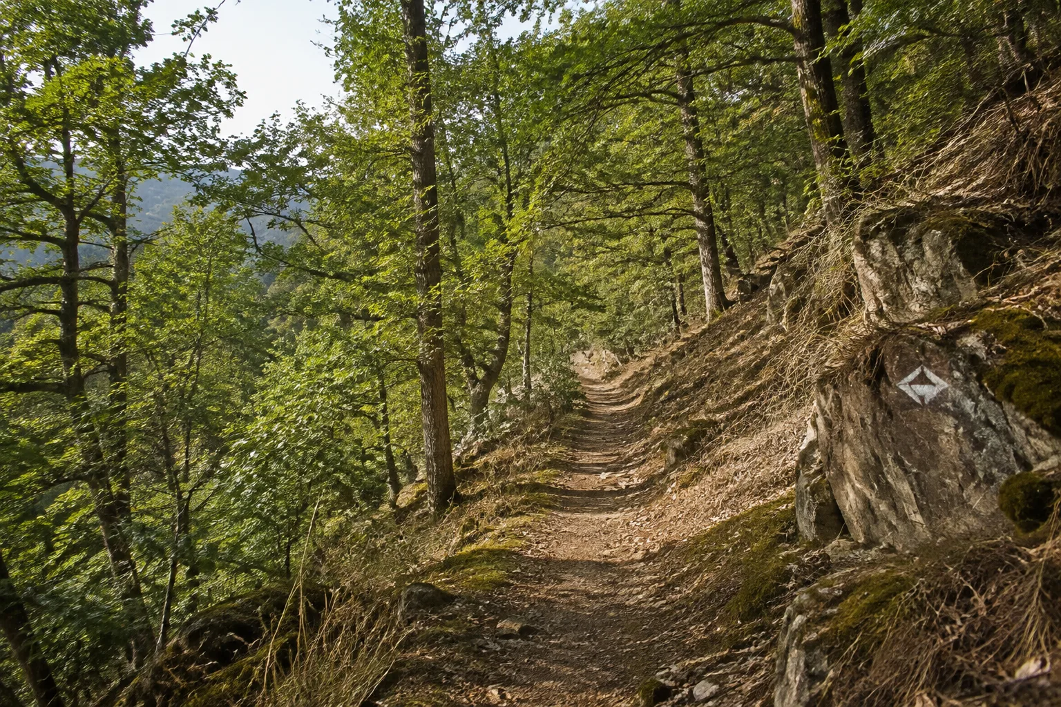 Saar-Hunsrück-Steig: Stausee Losheim: Saar-Hunsrück-Steig: schmaler Waldpfad über einen Hunsrückkamm