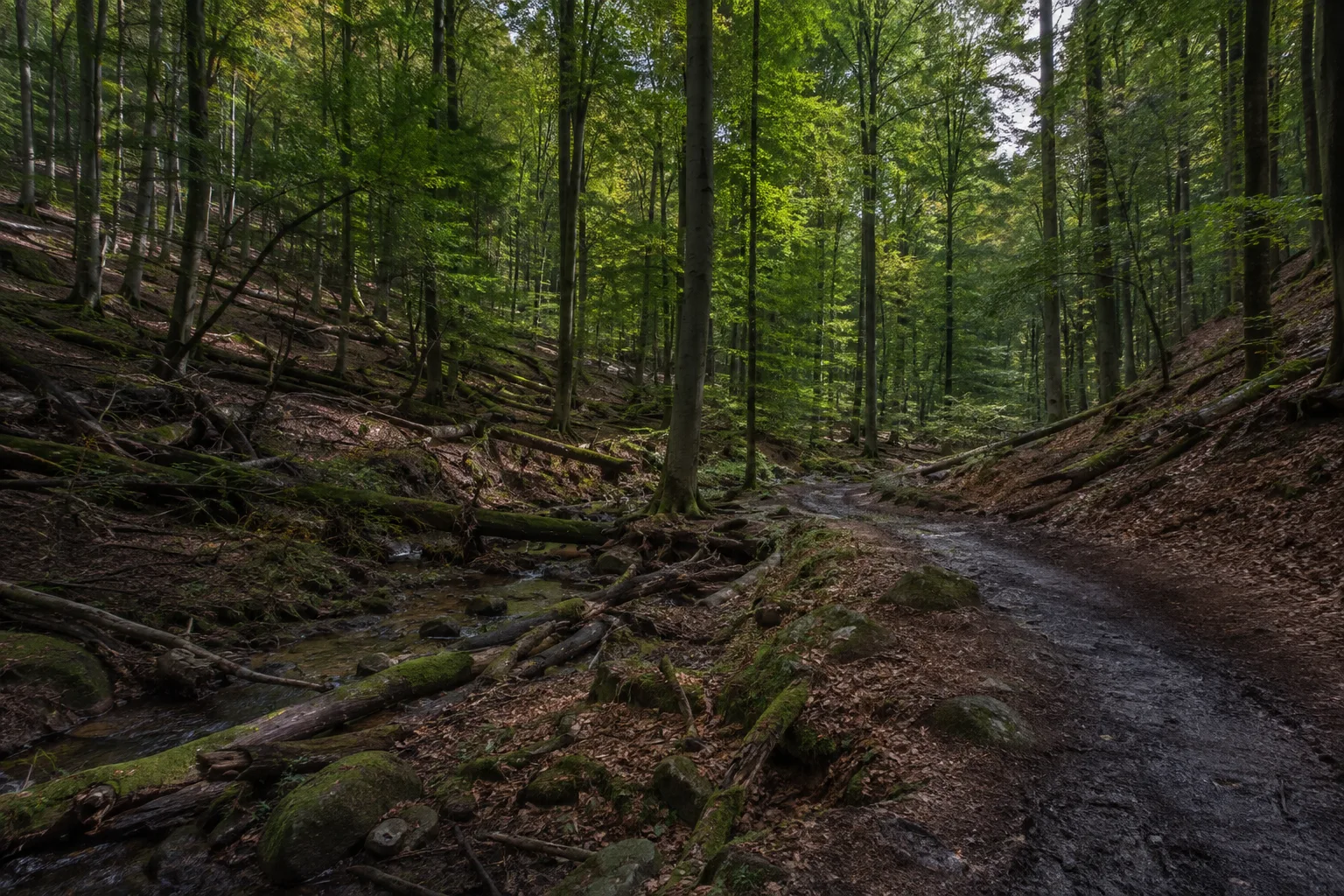 Saarbrücker Urwald: totholzreicher Laubwald mit Bach und wildem Pfad