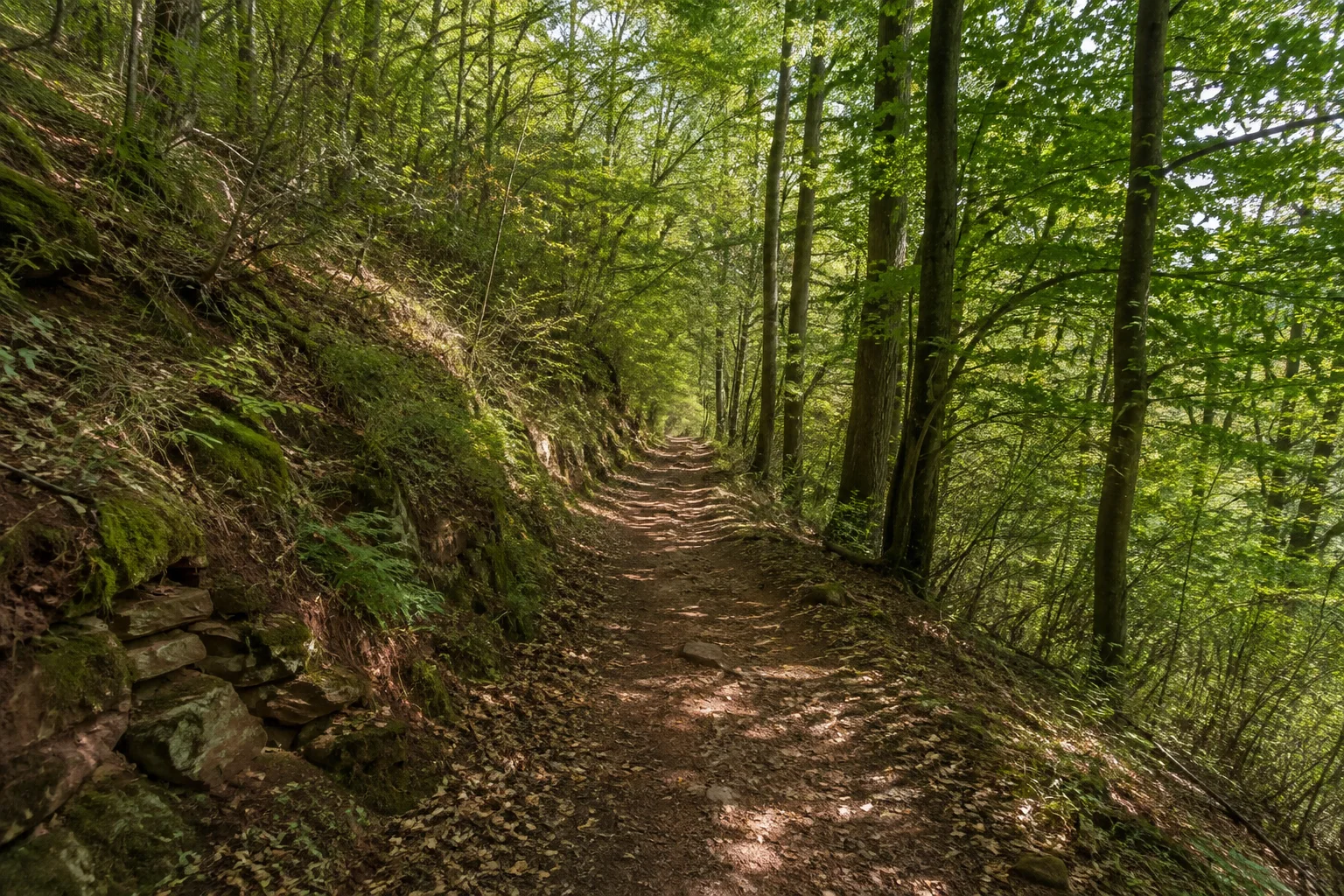Beuriger Wald: schattiger Laubwaldweg oberhalb des Saartals, grüne Hänge und vereinzelt rötliche Steine am Boden.