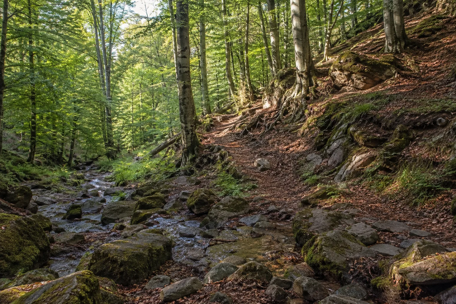 Steinbachtal: felsiger Bachpfad unter alten Buchen