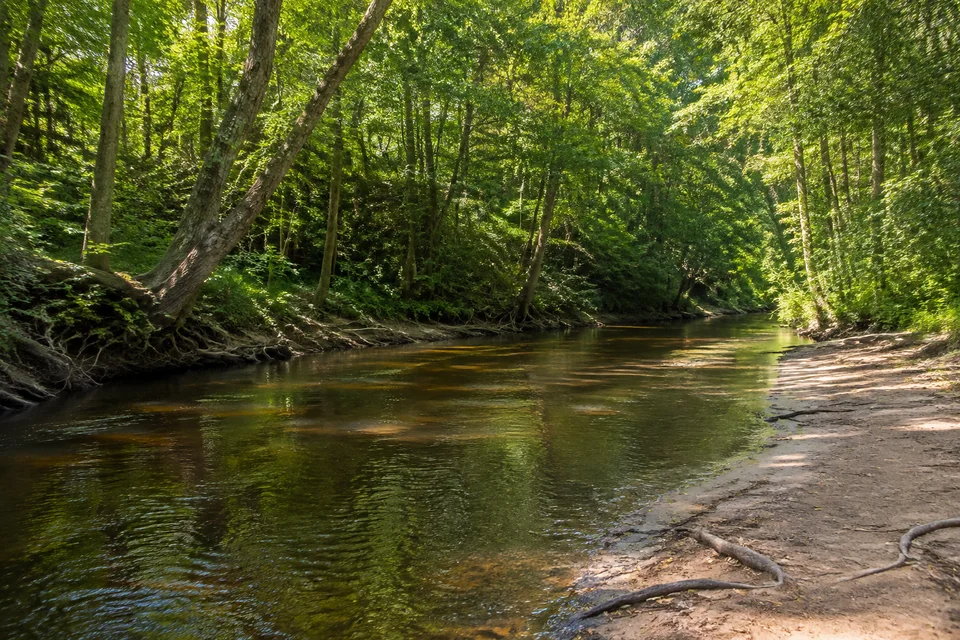 Bille am Sachsenwald: Schmaler natürlicher Fluss in grünem Laubwald, flache sandige Ufer mit Wurzeln