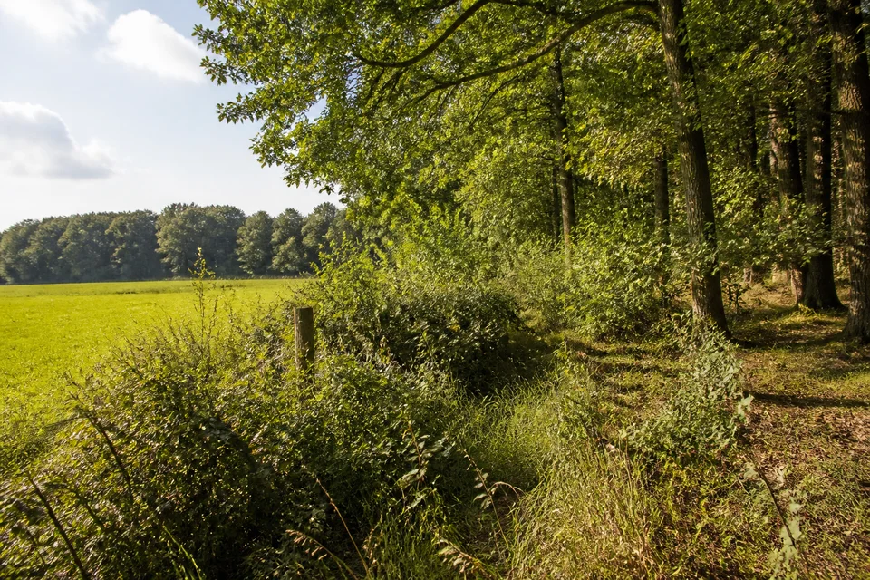 Südlicher Sachsenwald: Lichter Mischwaldrand neben kleiner Wiese und niedrigem Knick, keine Berge