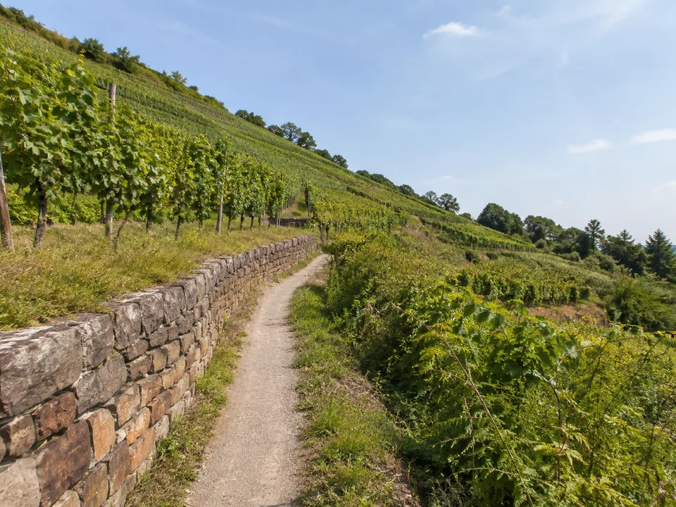 Lößnitz-Weinberge: schmaler öffentlicher Weg neben terrassiertem sächsischem Weinberg mit niedriger Natursteinmauer