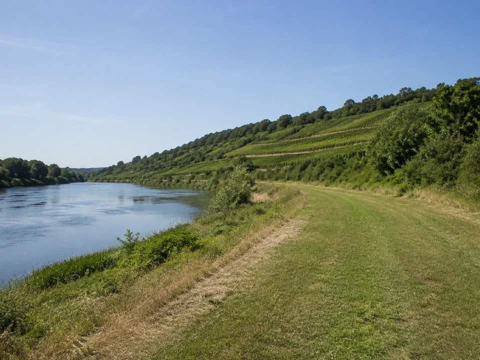 Seußlitzer Weinlandschaft: Weinberg über breiter ruhiger Elbe mit bewaldetem niedrigem Hang und gemähtem Wiesenrand