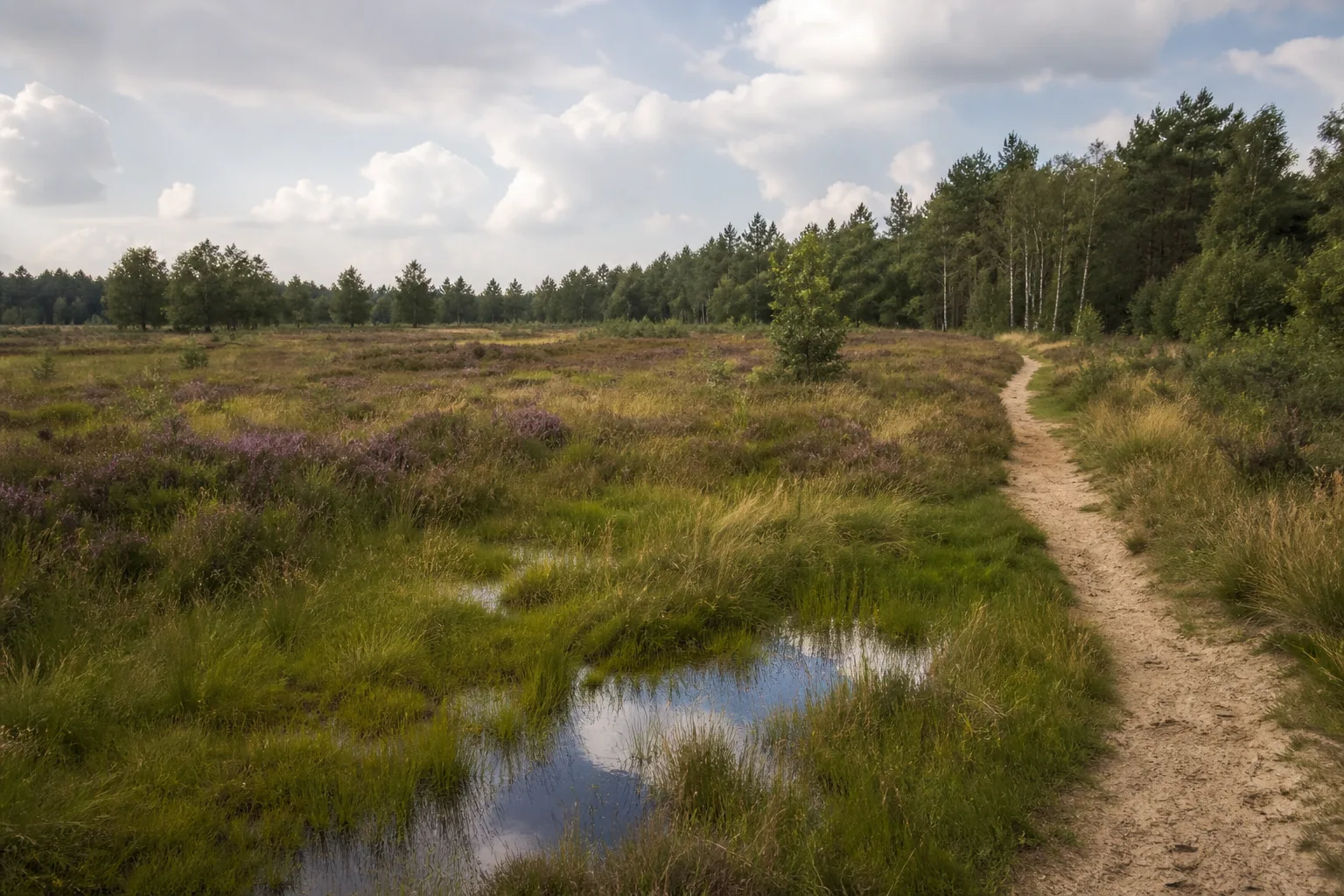 Saerbecker Heide