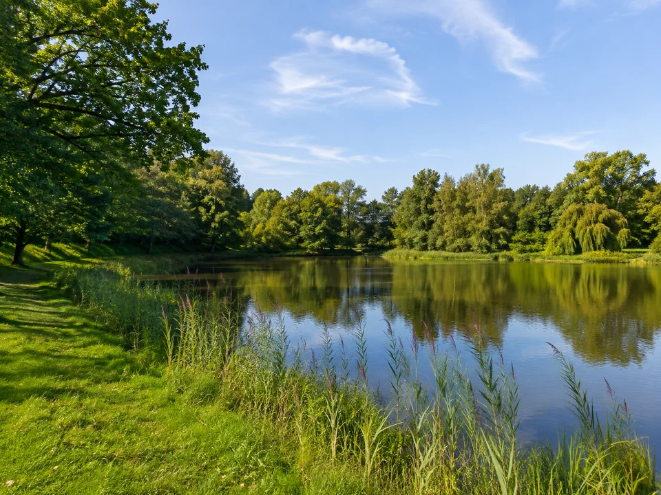 Salemer Schlosssee: Kleiner ruhiger See mit gepflegtem grünem Ufer, Schilf und sommerlichen Laubbäumen ohne Gebäude