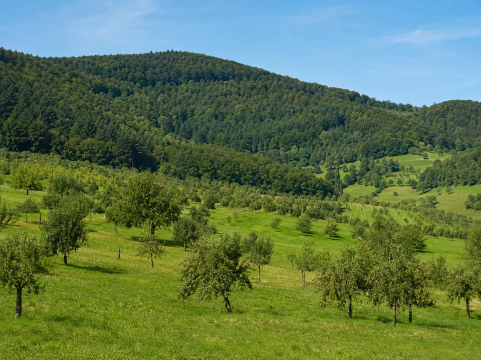 Beurener Obstlagen: Leicht ansteigende grüne Obstwiesen am Fuß bewaldeter Mittelgebirgshügel des Linzgaus, keine Alpen im Vordergrund
