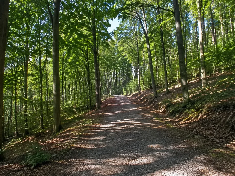Lichtenberge bei Salzgitter: welliger Buchenwald mit ansteigendem breitem Waldweg