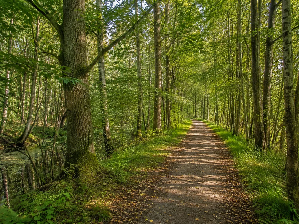 Salzwedeler Bürgerholz: Feuchter ebener Laubwald mit Erlen und Eichen entlang eines festen Waldweges