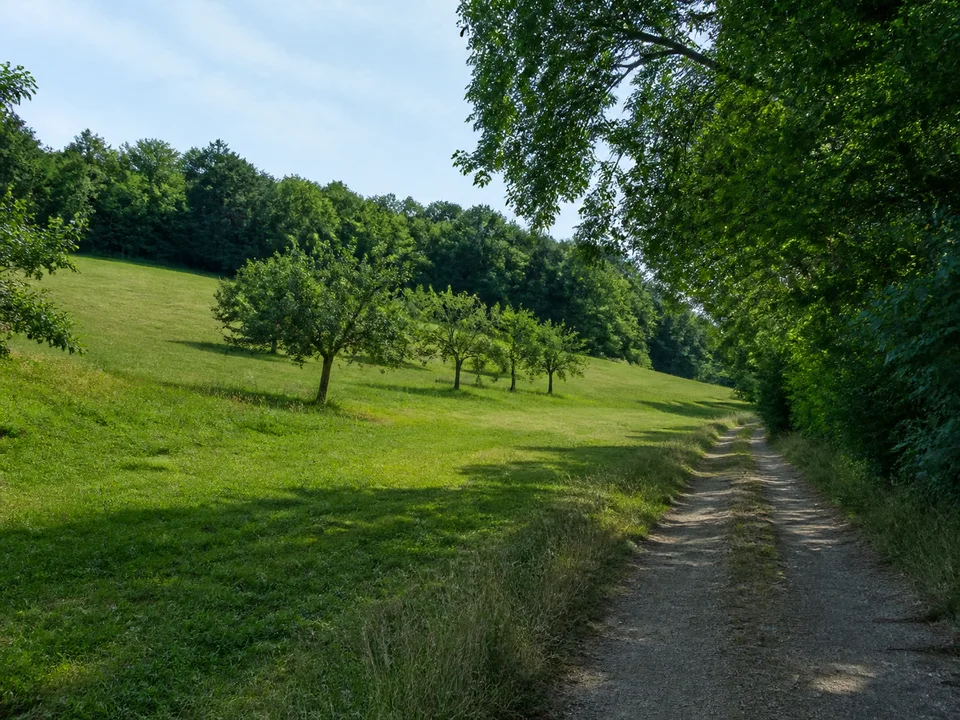 Wettelroder Wiesen: Grüne hügelige Wiesen mit Obstbäumen und Laubwaldsaum neben einem Dorfweg