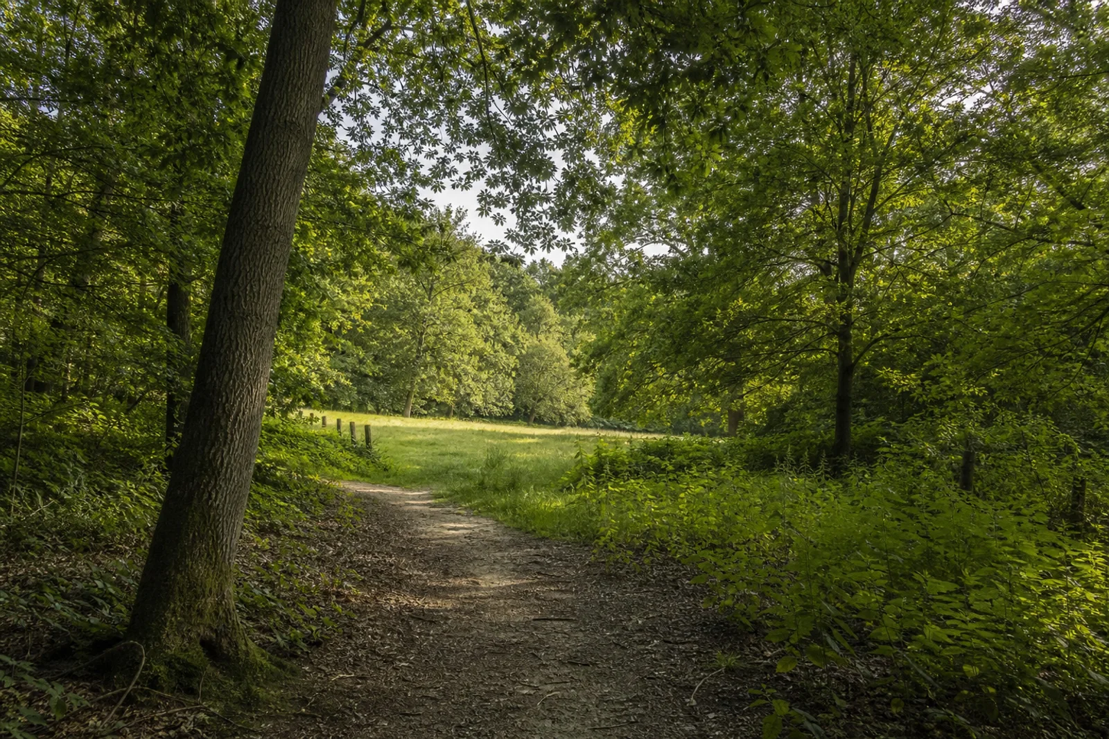 Sankt Augustin: Waldweg im Birlinghovener Wald