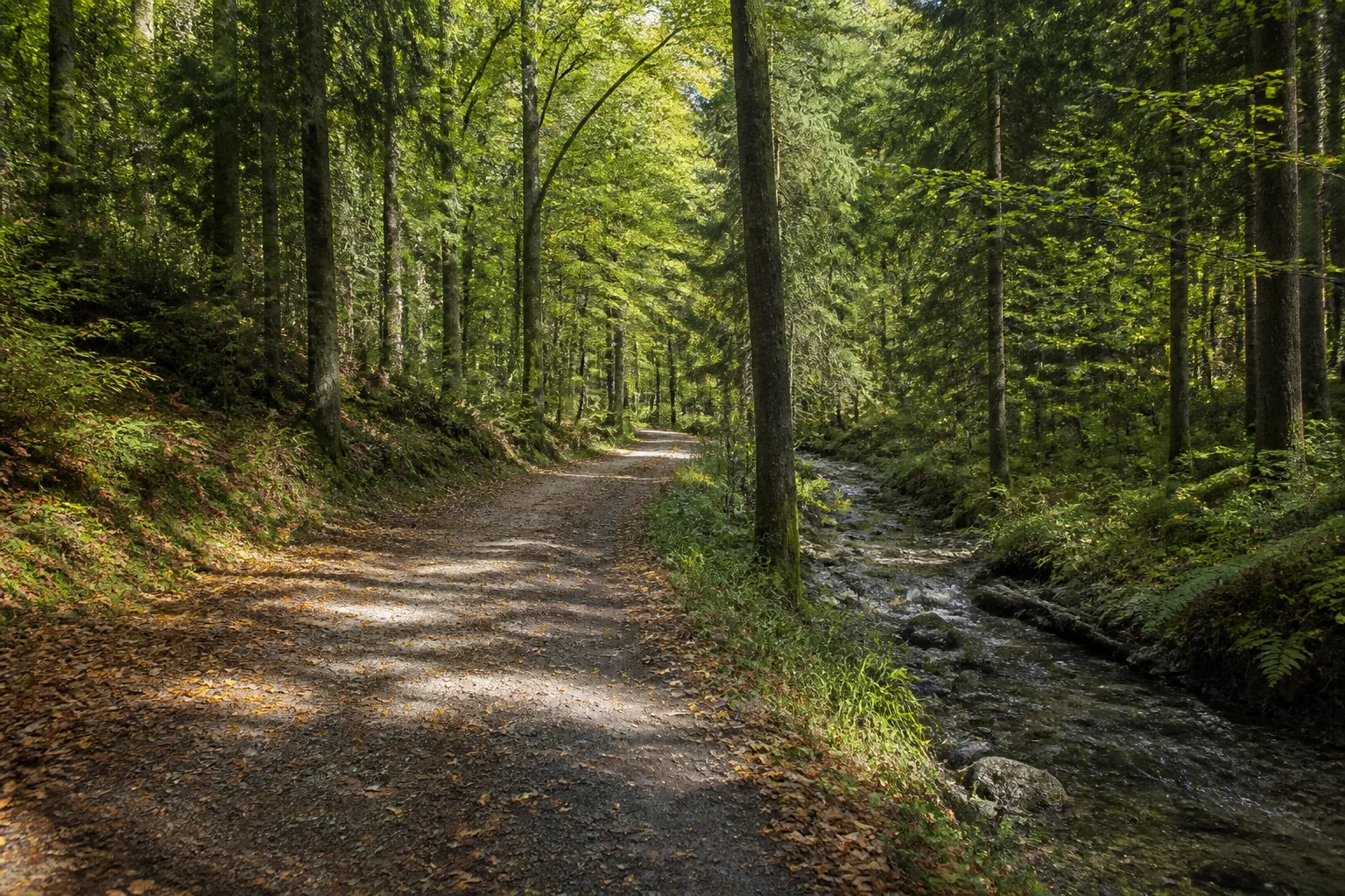 Rettenbacher Wald: breiter naturbelassener Wanderweg zwischen Fichten, Buchen und sanftem Bachhang.