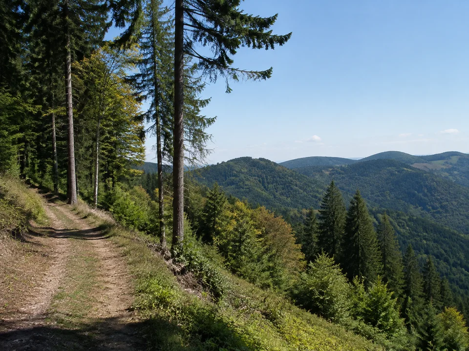 Wald bei Brandmatt: Hoher Schwarzwaldhang mit Tannen, Fichten, Buchen und breitem Wanderweg, rundliche ferne Waldberge