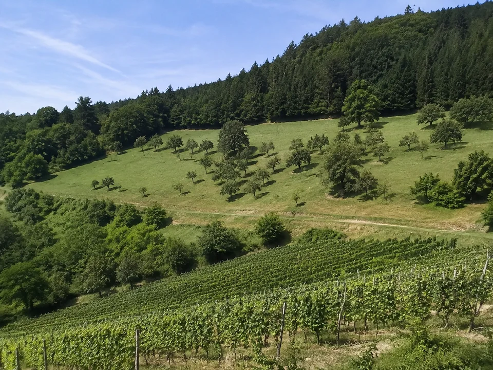 Hang bei Bischenberg: Grüne Obstwiese auf mittlerer Hangterrasse mit dichtem Wald oberhalb und Rebland unterhalb