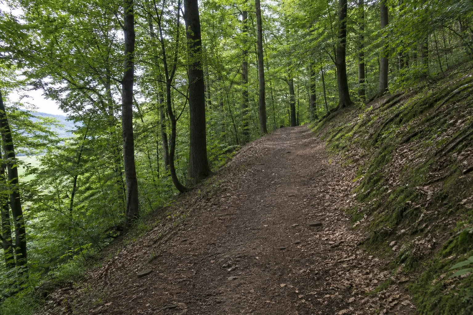 Sauerland-Waldroute: Westlicher Start der Waldroute in Sauerland-Waldroute