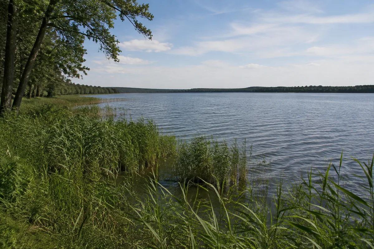 Schaalsee: Schaalsee, Startgebiet Zarrentin Kloster: Schaalsee am Zarrentiner Hochufer mit Schilf, weitem Wasser und flachem Waldhorizont