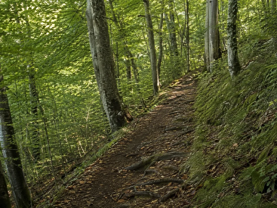 Ebenhausener Isarleite: Buchenmischwald an mäßig steilem Talhang, schattiger Wanderweg mit sichtbaren Wurzeln