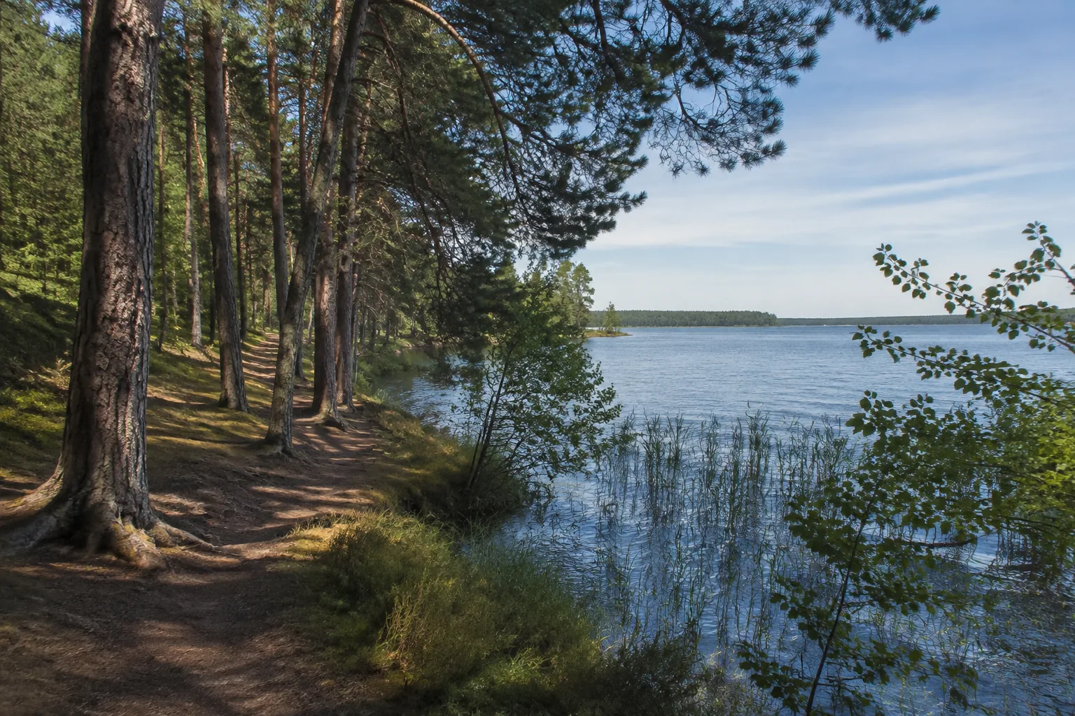 Westufer bei Saarow-Strand: Baumbestandene Uferwege und Kiefernwald am westlichen See