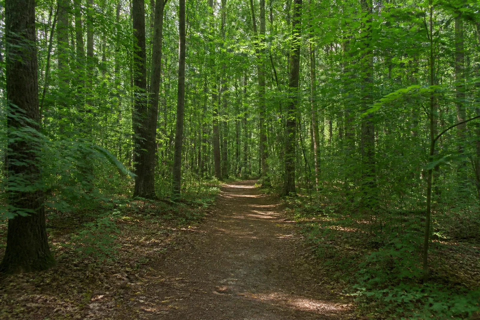 stiller Mischwaldweg im Dämmerwald