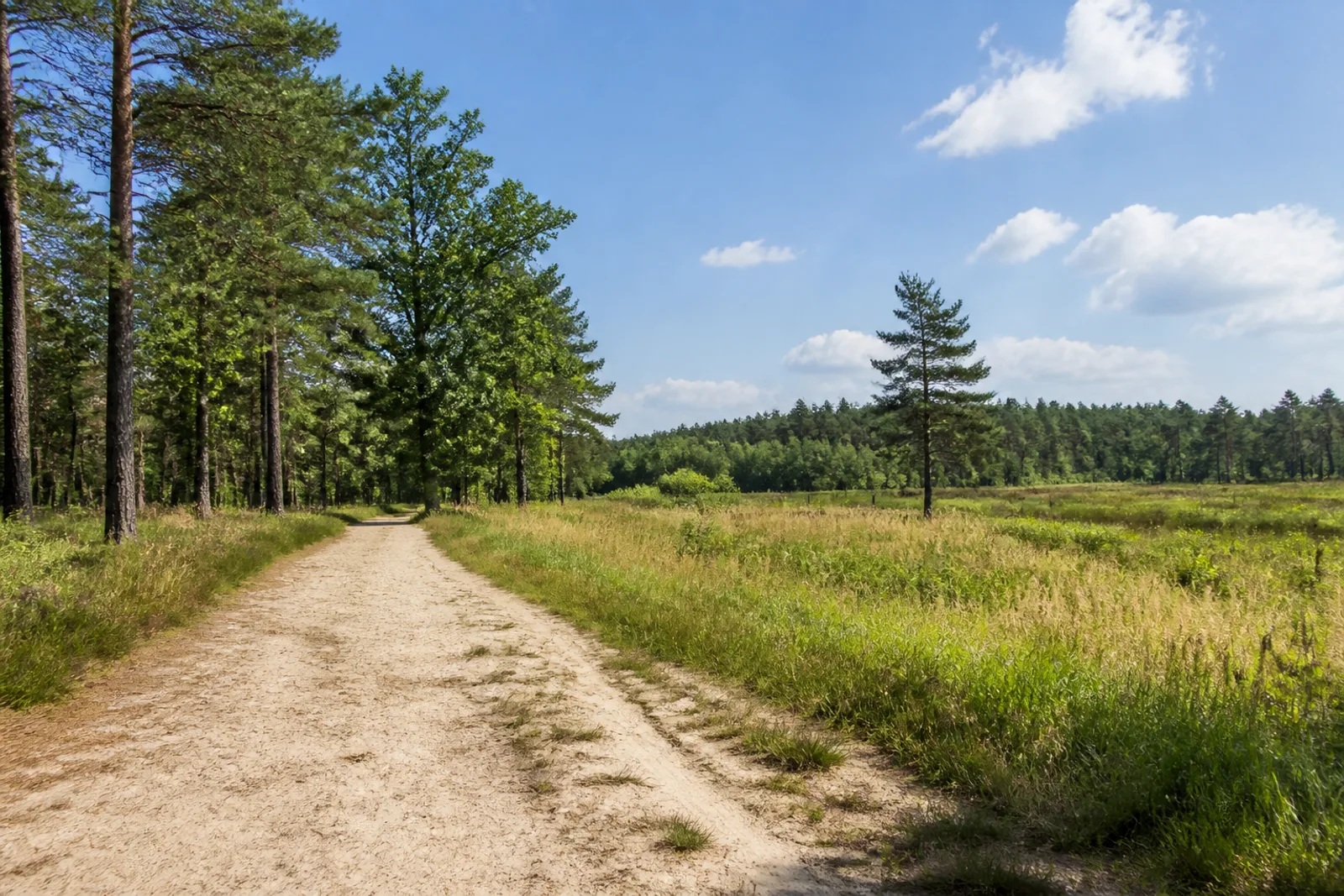 Schermbeck: sandiger Waldweg in der Üfter Mark