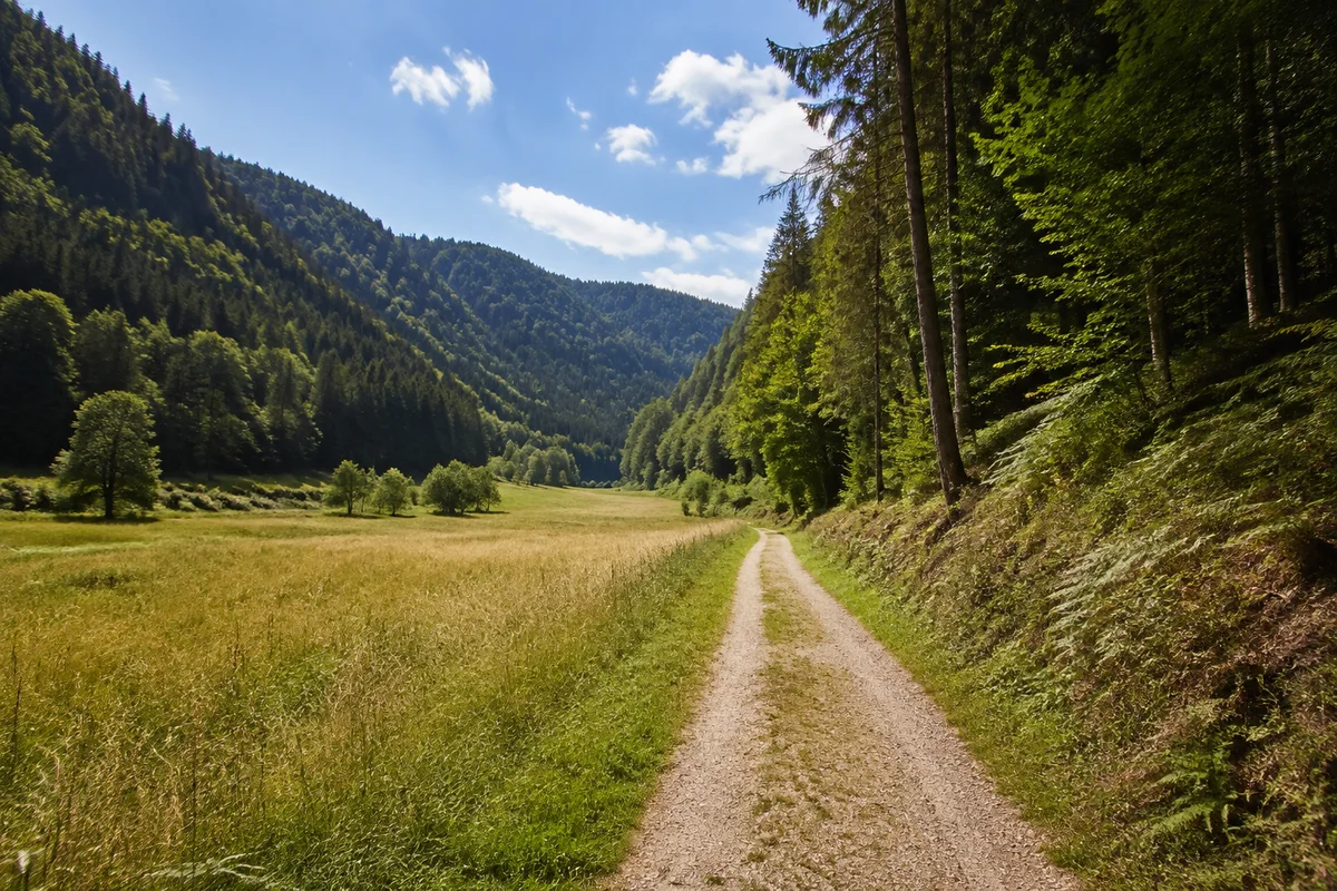 Südliches Schiltachtal mit Wiesensäumen zwischen hohen Waldhängen.