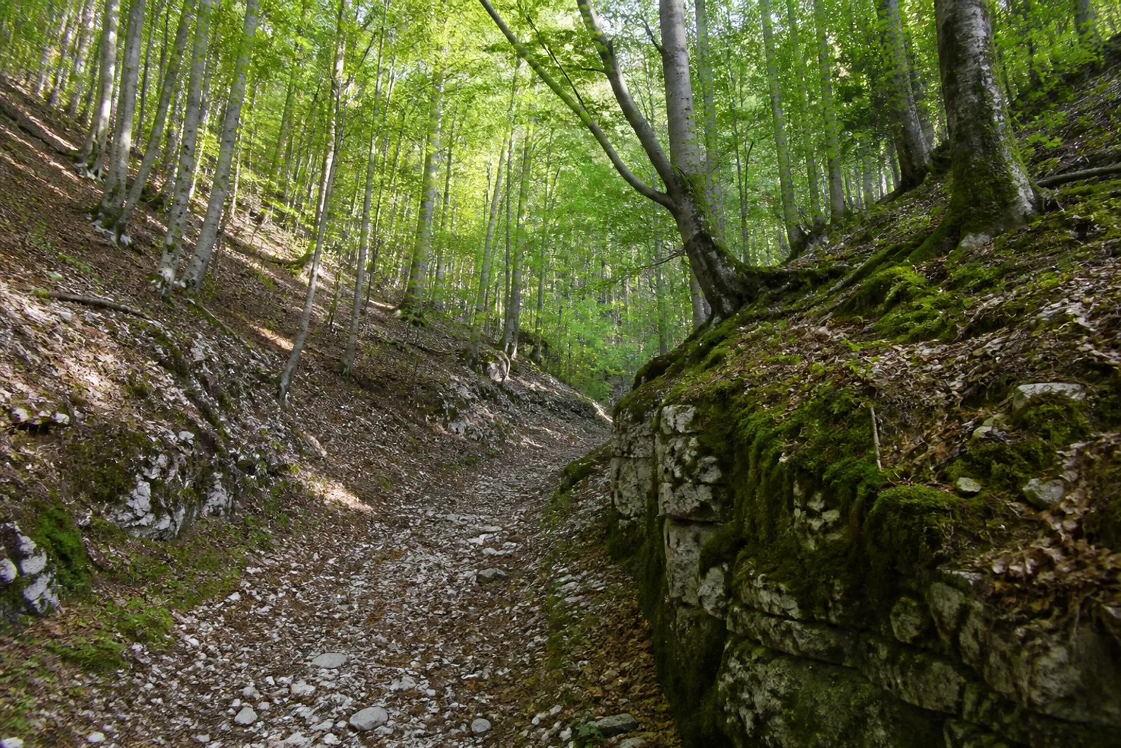 Waldweg im Langen Tal