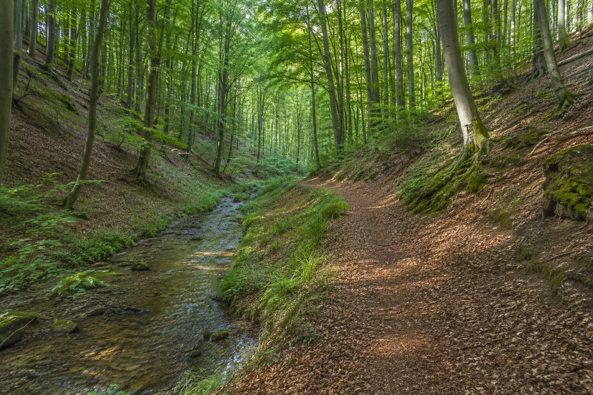 Schleswiger Tiergarten: Buchenwald in kleiner Moränentalsenke mit schmalem Bach und laubbedecktem Weg