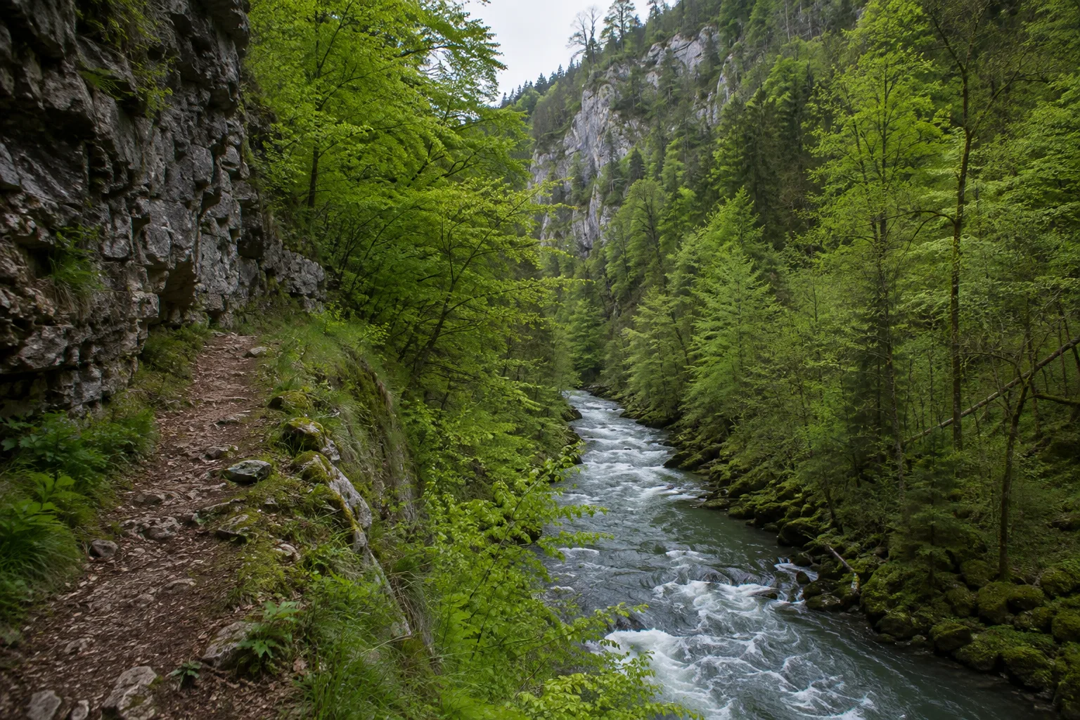 Schluchtensteig: Stühlingen: Schluchtensteig: schmaler Waldpfad über der Wutach mit Kalkfelsen und rauschendem Fluss