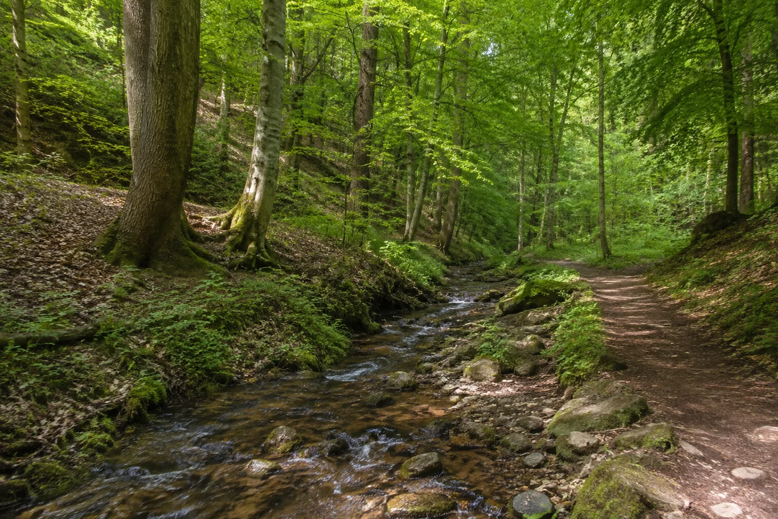 Ehrental: ruhiger Waldweg im eingeschnittenen Ehrental