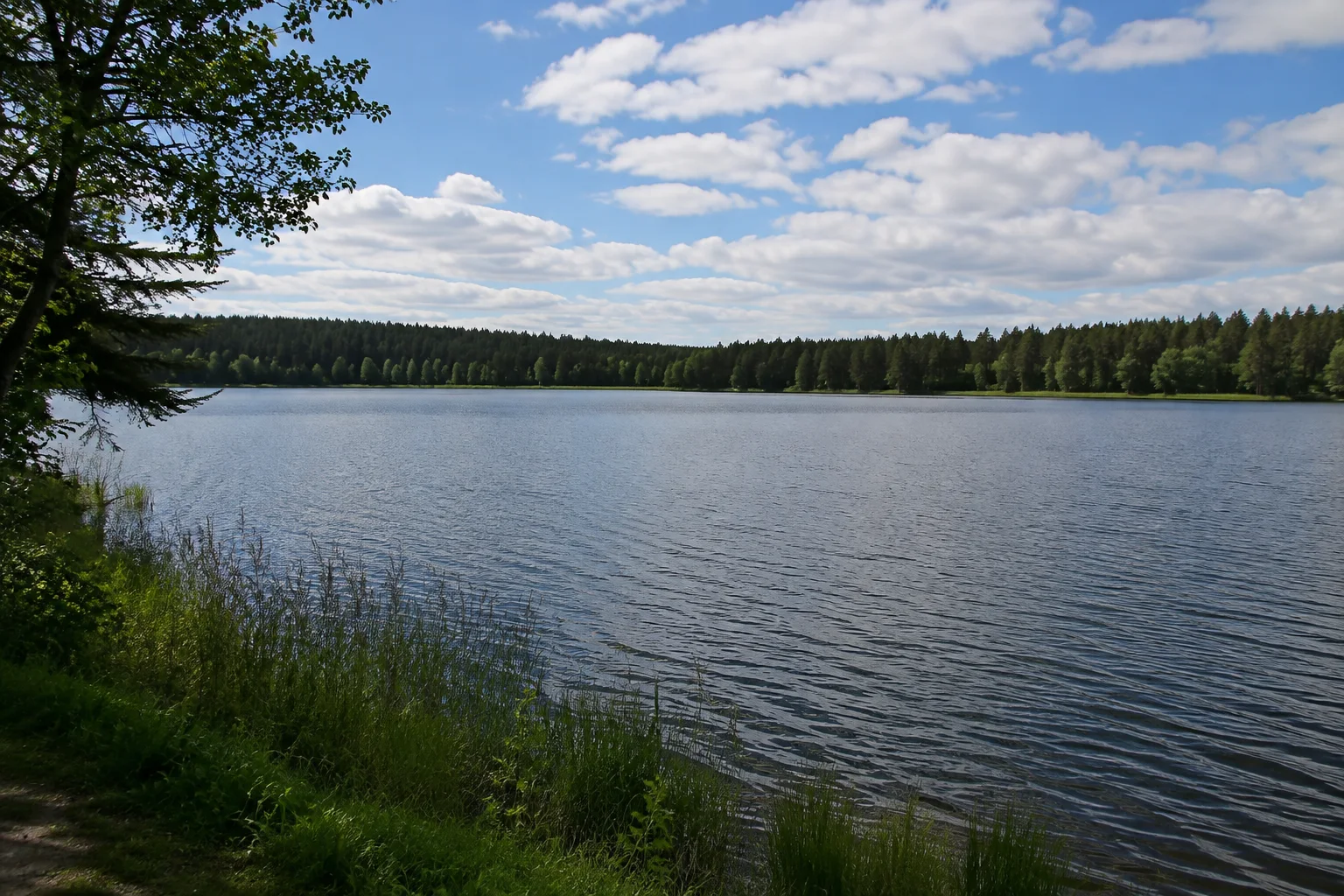 Filzteich: mäßig großer flacher Teich am bewaldeten Granitplateau mit landseitigem Uferweg und Fichten