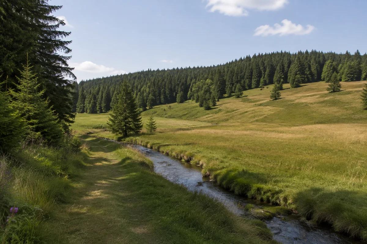 Nördliche Wiesenmulde am Schwarzenbach mit verstreuten Höfen und Nadelwald.