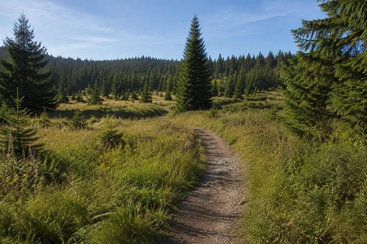 Westlicher Höhenraum aus Wald und feuchten Wiesen.