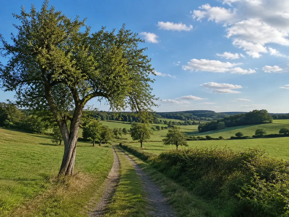 Nidderlandschaft bei Burkhards: Sanftes grünes Bachtal mit Feldweg, Hecken und einzelnen alten Obstbäumen