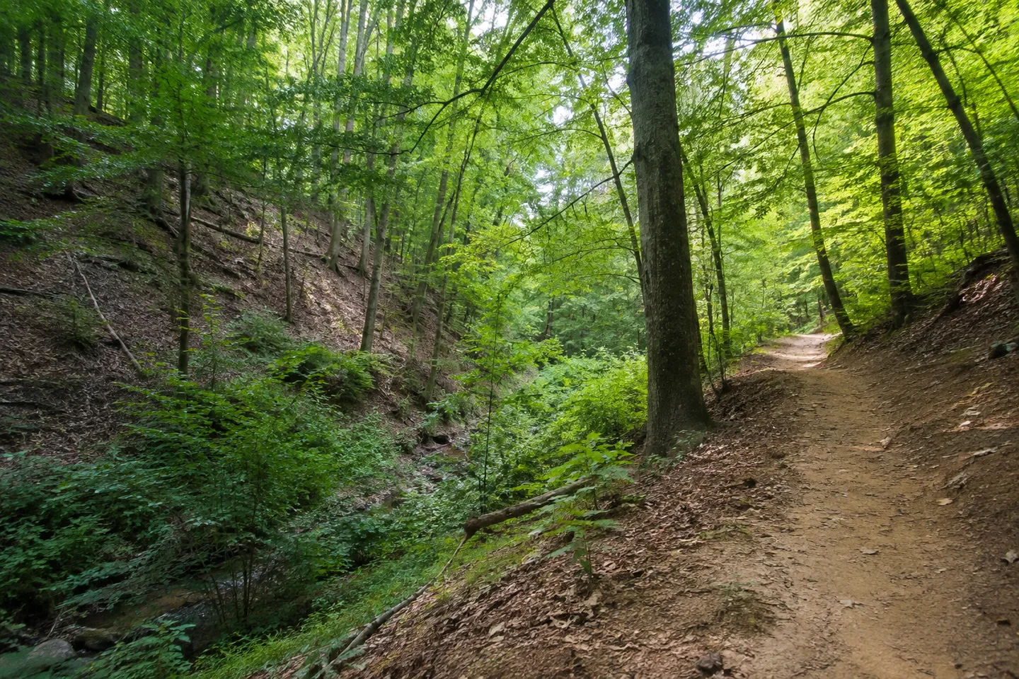 Waldweg am Hang des Kanzelbachtals bei Altenbach, dichter Buchenmischwald, enges grünes Tal und sandiger Untergrund.