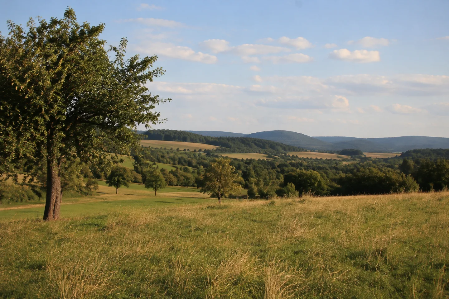 Wiesen und Felder auf der Ursenbacher Höhe mit Streuobstbäumen, kleinteiligen Waldstücken und niedrigen runden Odenwaldhügeln.