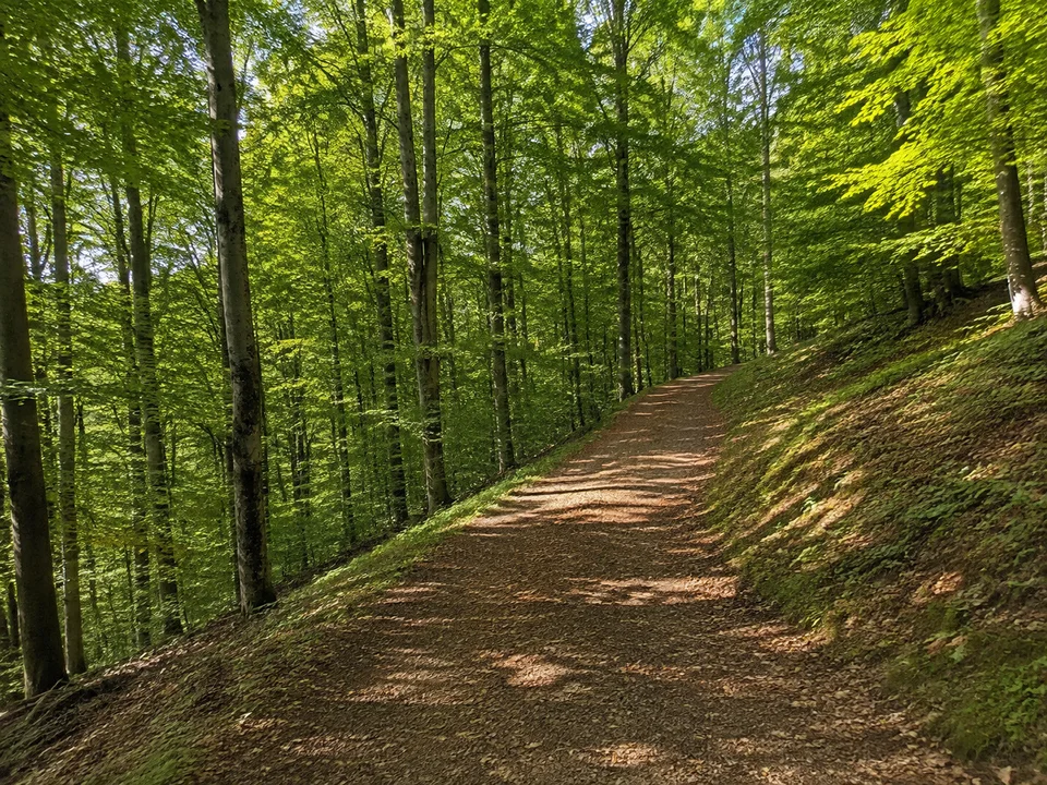 Einkornwald: Ansteigender Wanderweg durch dichten Buchenwald am gerundeten Höhenrand über Hessental