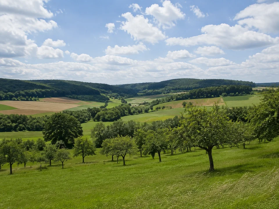 Starkholzbacher Landschaft: Grüne Feld- und Wiesenlandschaft mit Obstbäumen und bewaldeten niedrigen Hügeln westlich Schwäbisch Hall