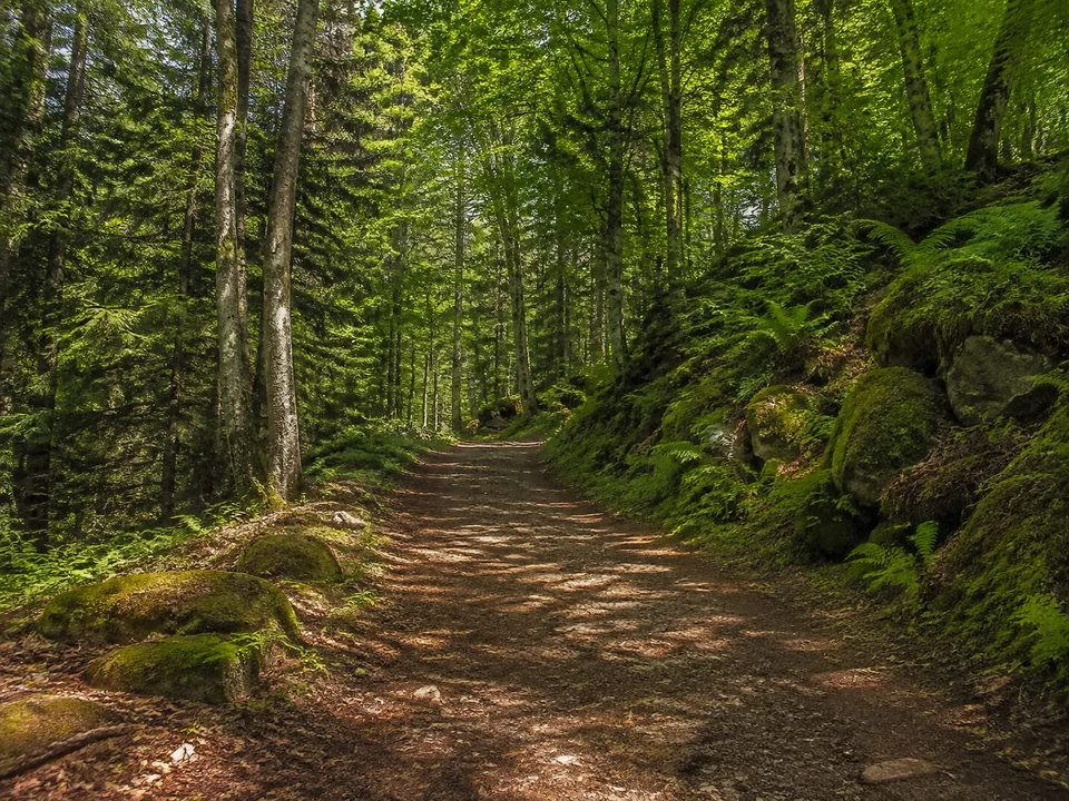 Welzheimer Wald: Unbefestigter breiter Wanderweg durch feuchten Buchen-Tannenwald mit Farnen und moosigen Sandsteinen