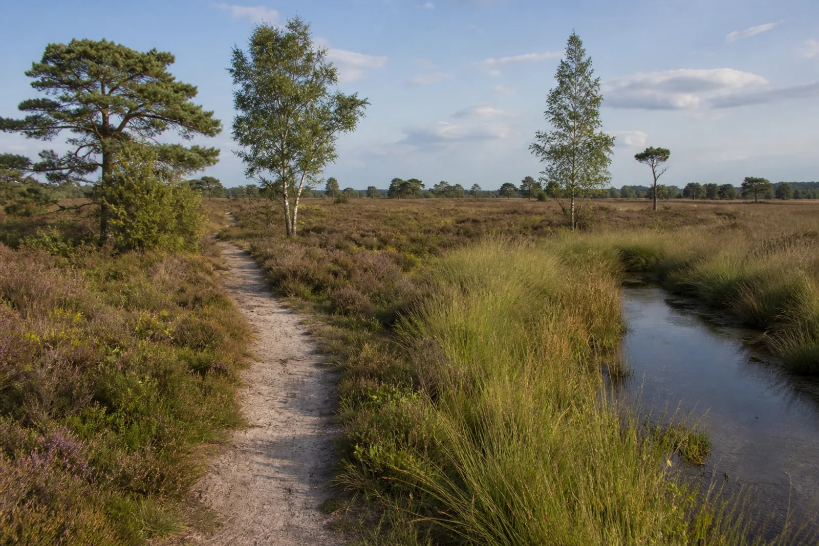 Sandweg durch Heide und Feuchtgräser im Elmpter Schwalmbruch