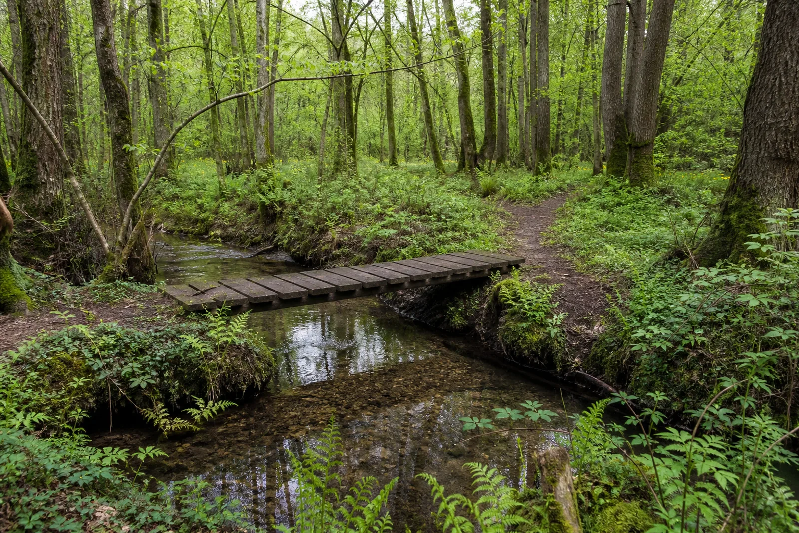 Kleine Holzbrücke über einen Waldbach im Tüschenbroicher Wald