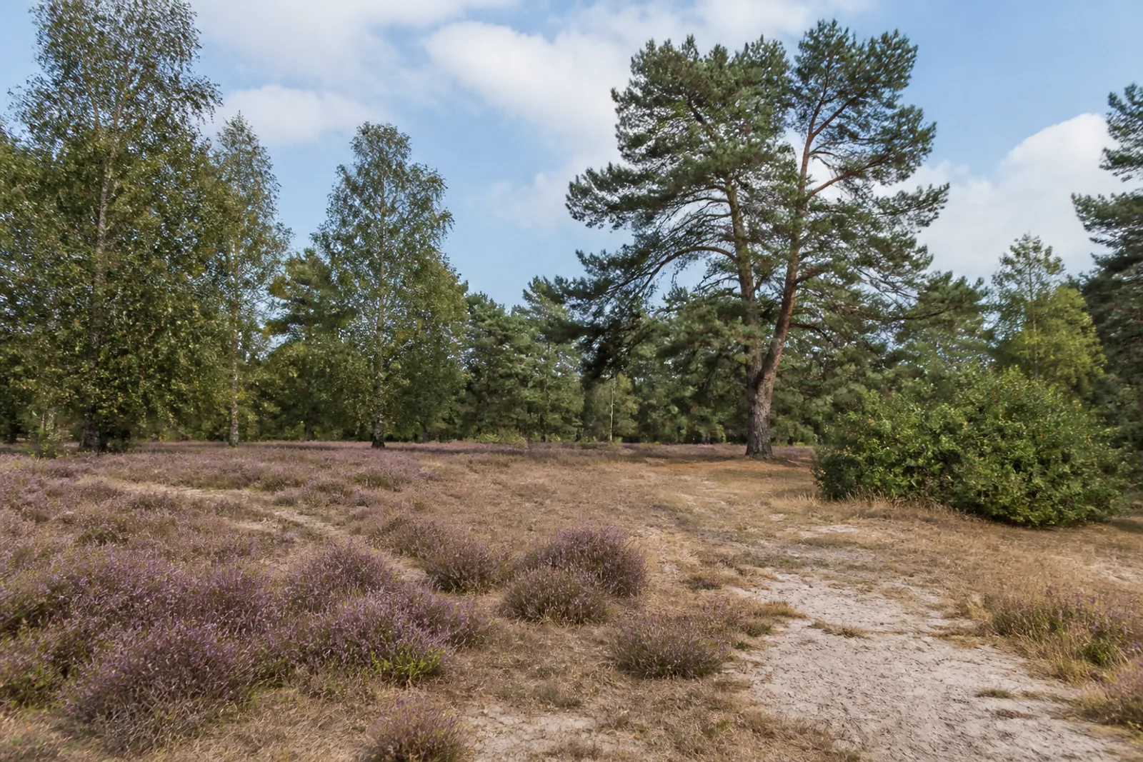 Heideweg in der Happelter Heide
