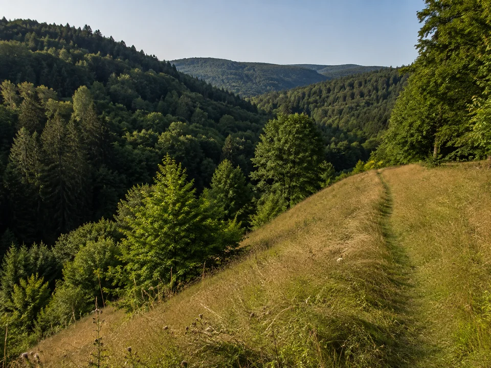 Wiesen bei Sitzendorf: Kleine Hangwiese mit schmalem Weg über bewaldetem eingeschnittenem Tal