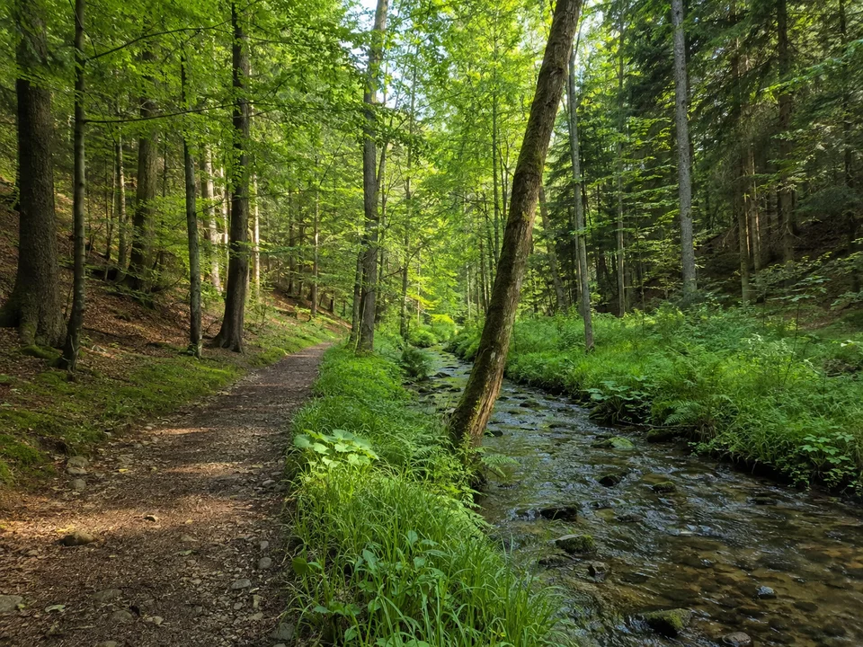 Oberes Schwarzatal: Waldweg neben schmalem Gebirgsbach mit Fichten, Buchen und feuchten grünen Ufersäumen