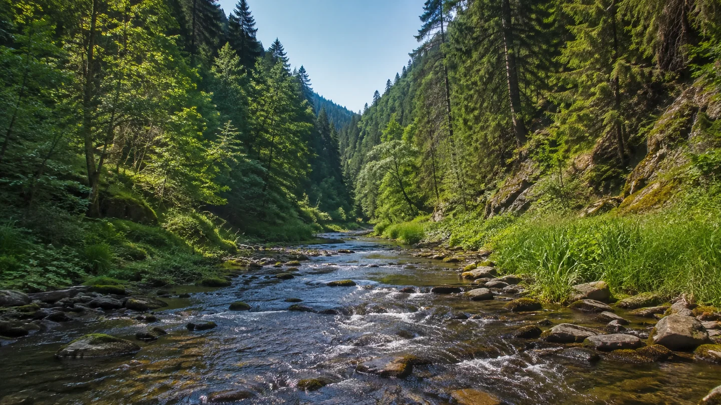 Schwarzatal: Bad Blankenburg Chrysopraswehr: Schwarza im Waldtal: Schmaler klarer Fluss über dunklen Steinen im engen grünen Tal zwischen dicht bewaldeten Mittelgebirgshängen