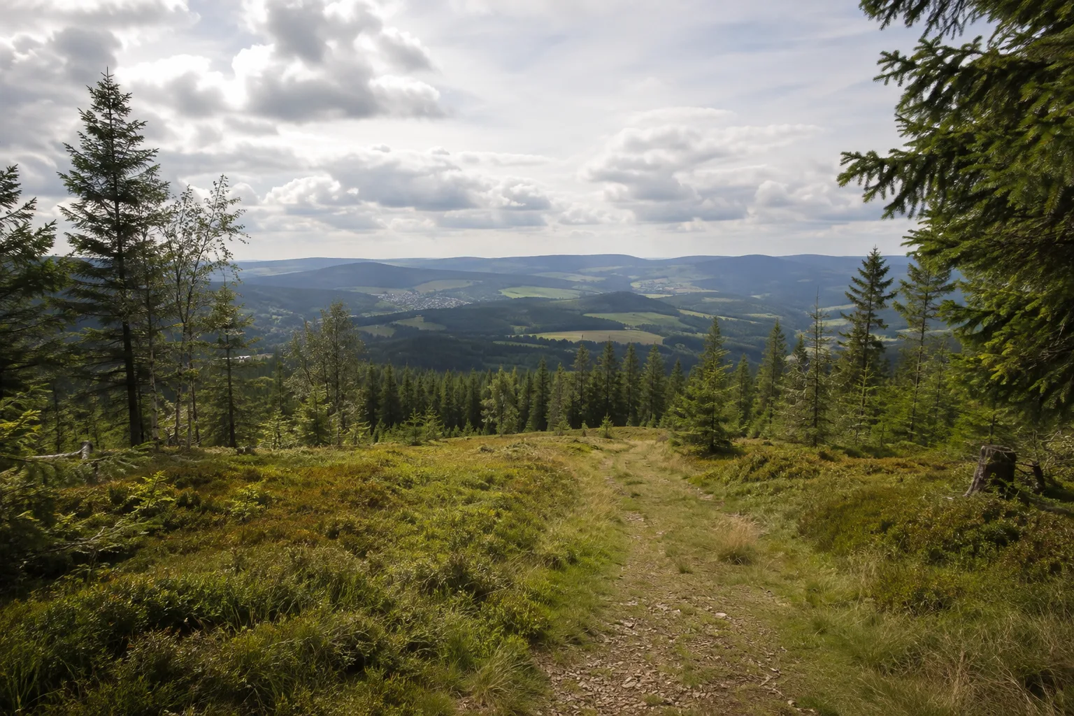 Spiegelwald: Mischwaldweg auf breiter Höhe mit Aussicht