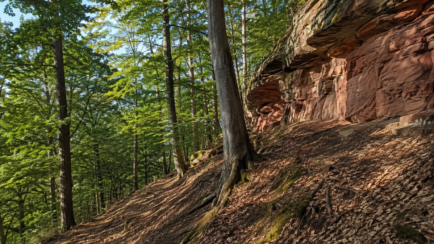 Schwarzenbruck: Ochenbruck Bahnhof: Schwarzachwald bei Gsteinach: Ruhiger Waldabschnitt oberhalb der Schwarzach bei Gsteinach mit rötlichem Sandstein am Hang und dichtem Laubwald.